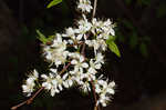 Hortulan plum